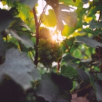 BELBUL-Vineyard-01
